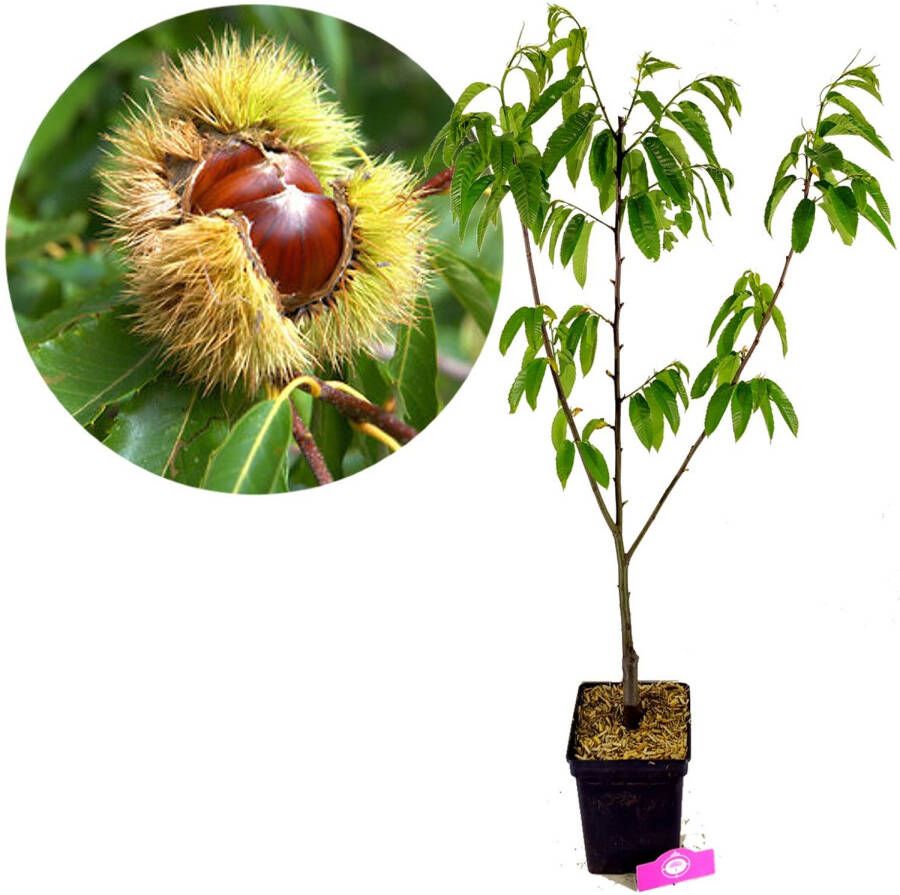 Schramas.com Schramas Castanea Sativa Marrone Di Marradi + Pot 23cm