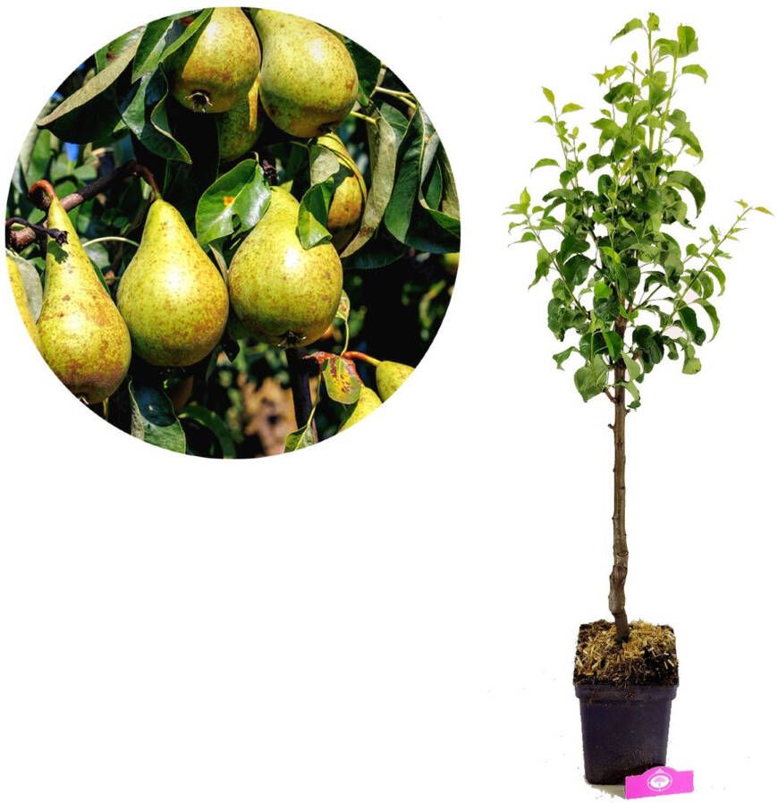 Schramas.com Schramas Pyrus Communis Concorde + Pot 23cm