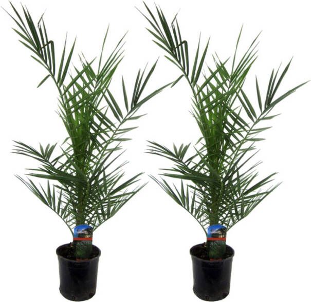 Trendyplants 2x Phoenix Canariensis Dadelpalm Winterhard Tuinplant Hoogte 70-90 cm Potmaat Ø15cm