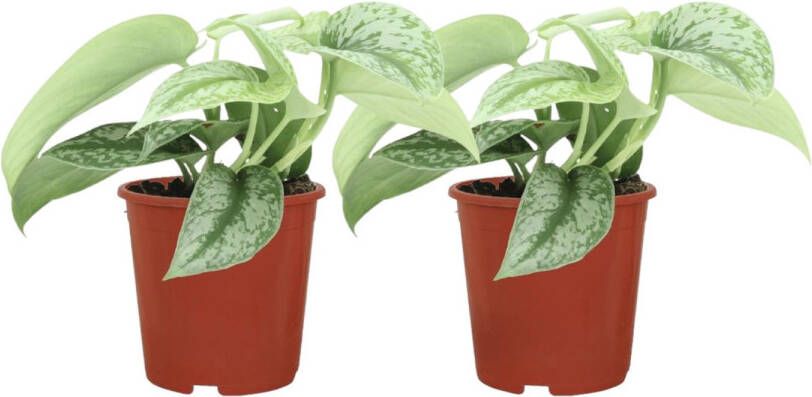 Trendyplants 2x Scindapsus Pictus Trebie Epipremnum Kamerplanten Hoogte 10-30 cm Potmaat Ø12cm