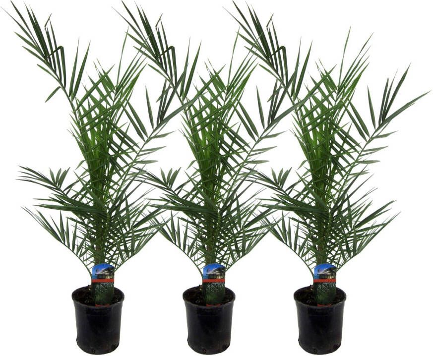 Trendyplants 3x Phoenix Canariensis Dadelpalm Winterhard Tuinplant Hoogte 70-90 cm Potmaat Ø15cm