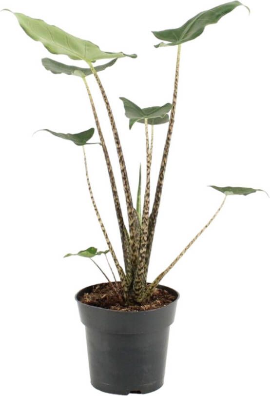 Trendyplants Alocasia Zebrina Kamerplant Hoogte 70-90 cm Potmaat Ø21cm