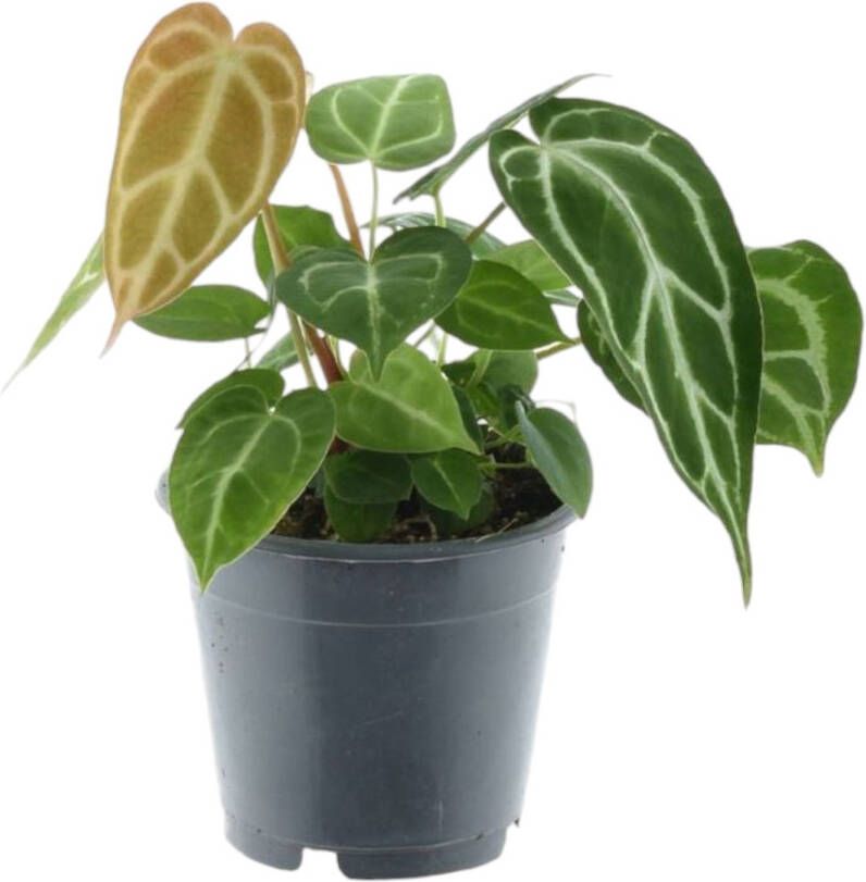 Trendyplants Anthurium Chrystallinum Kamerplant Hoogte 25-45 cm Potmaat Ø12cm