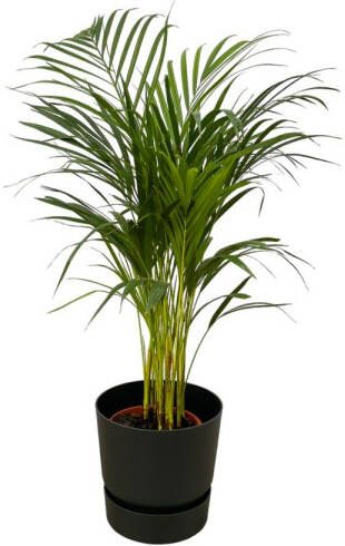 Trendyplants Areca Palm ↨85cm Ø19cm Inclusief Elho Greenville Round Zwart Ø24cm X ↨23cm
