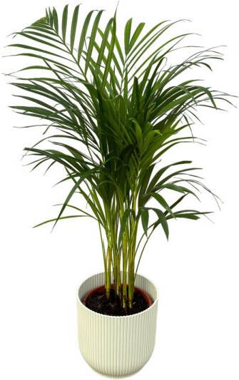 Trendyplants Areca Palm ↨85cm Ø19cm Inclusief Elho Vibes Fold Round Wit Ø22cm X ↨20cm