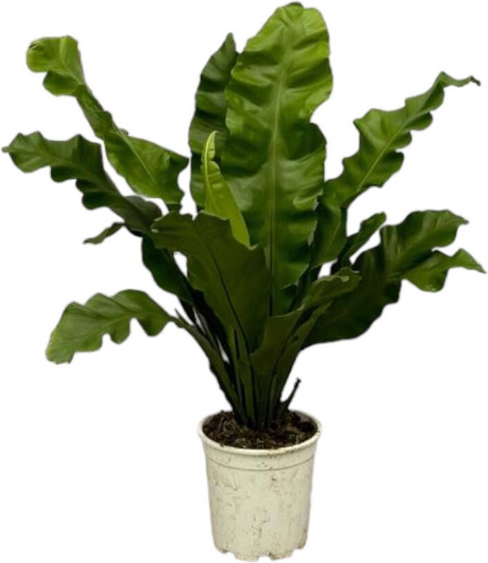 Trendyplants Asplenium Nidus Varen Kamerplant Hoogte 70-90 cm Potmaat Ø21cm