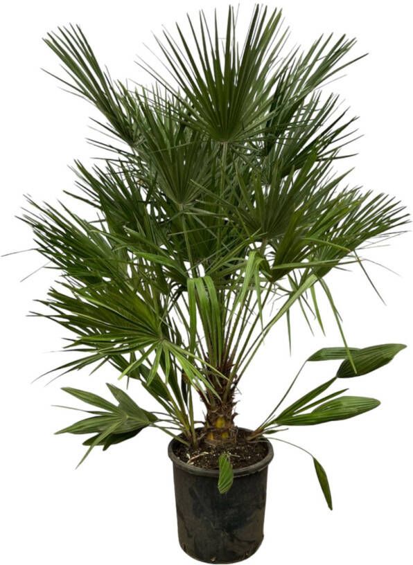 Trendyplants Chamaerops Humilis Hoogte 150-170 cm Europese Dwergpalm Winterhard Tuinplant Potmaat Ø28cm