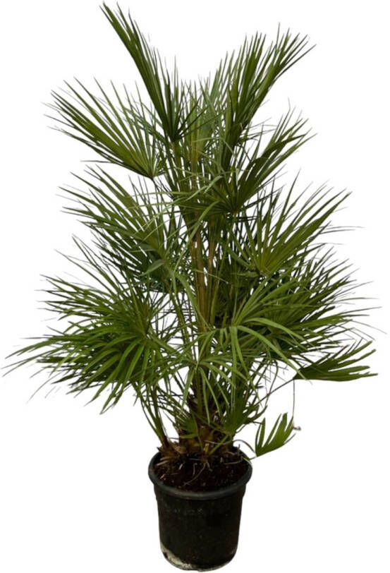 Trendyplants Chamaerops Humilis struik Hoogte 120-140 cm Europese Dwergpalm Winterhard Tuinplant Potmaat Ø24cm