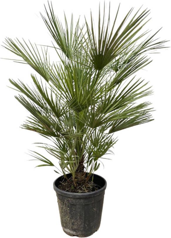 Trendyplants Chamaerops Humilis Struik ↕170-190 Cm Europese Dwergpalm Winterhard Tuinplant Ø30cm