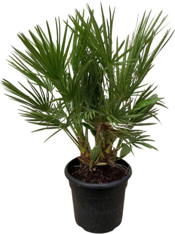 Trendyplants Chamaerops Humilis struik Hoogte 90-110 cm Europese Dwergpalm Winterhard Tuinplant Potmaat Ø24cm