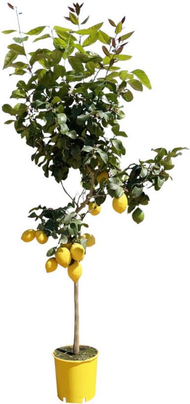 Trendyplants Citroenboom Tuinplant Hoogte 170-190 cm Potmaat Ø24cm Citrus Lemon