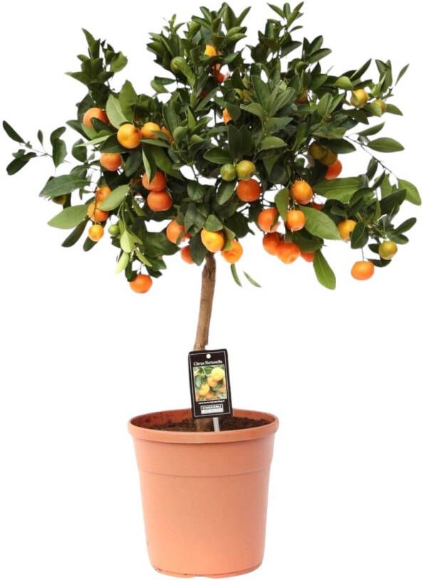 Trendyplants Citrus Calamondin Sinaasappelboom Tuinplant Hoogte 70-90 cm Potmaat Ø22cm