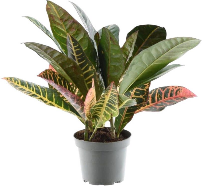 Trendyplants Codiaeum Variegatum 'Petra' Croton Kamerplant Hoogte 20-40 cm Potmaat Ø12cm