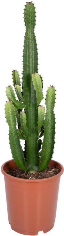 Trendyplants Euphorbia Acrurensis Cactus Hoogte 50-70 cm Potmaat Ø24cm