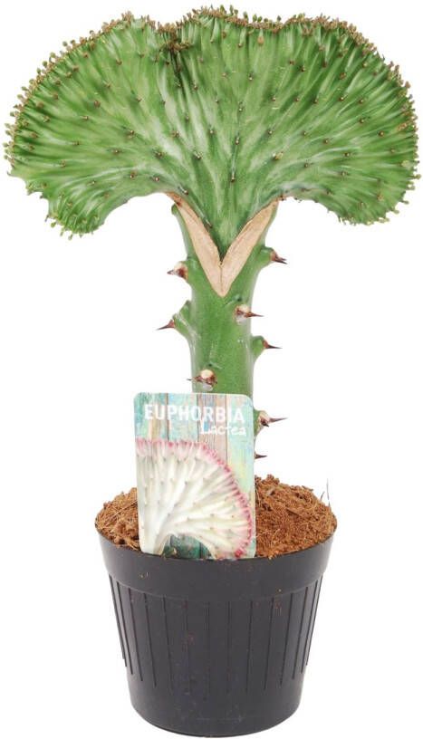 Trendyplants special Euphorbia lactea Cristata groen Cactus Hoogte 25-45 cm Potmaat Ø12cm