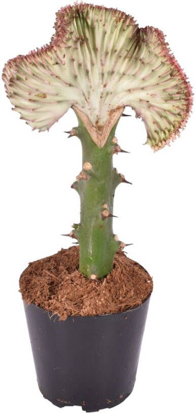 Trendyplants special Euphorbia lactea Cristata rood Cactus Hoogte 25-45 cm Potmaat Ø12cm