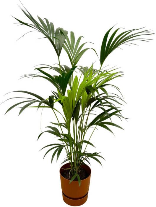 Trendyplants Kentia Palm Inclusief Elho Greenville Round Bruin 160 Cm Ø24cm