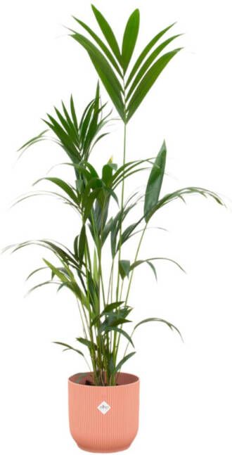Trendyplants Kentia Palm Inclusief Elho Vibes Fold Round Roze 160 Cm Ø30cm