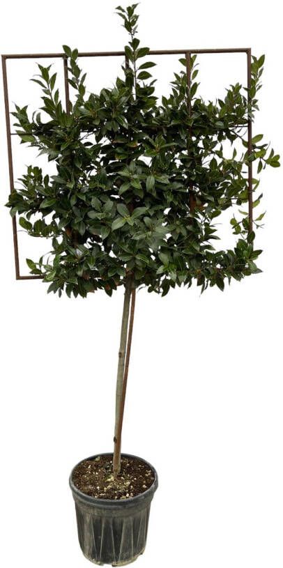 Trendyplants Laurus Nobilis boom op rek Tuinplant Hoogte 215-235 cm Potmaat Ø40cm