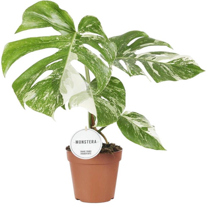 Trendyplants special Monstera Deliciosa Variegata Kamerplant Hoogte 35-55 cm Potmaat Ø15cm