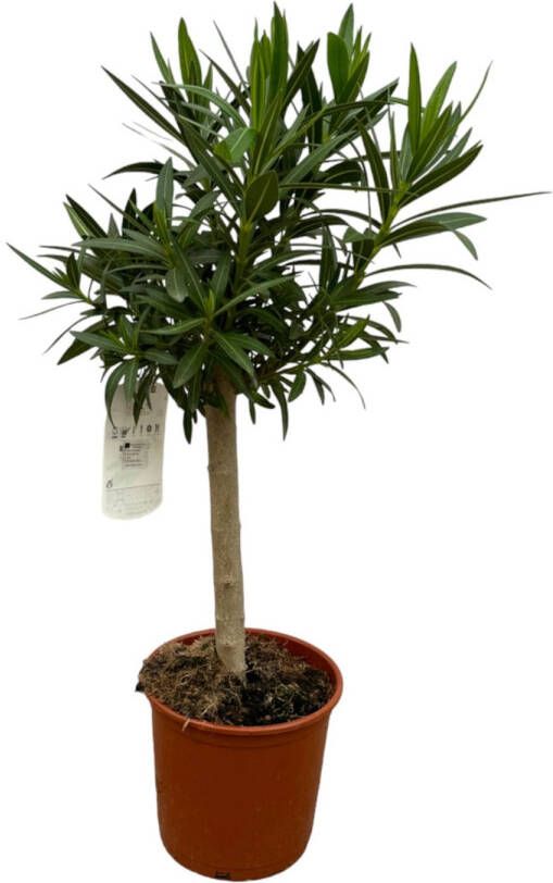 Trendyplants Nerium Oleander op stam met rode bloem Hoogte 80-100 cm Tuinplant Potmaat Ø22cm