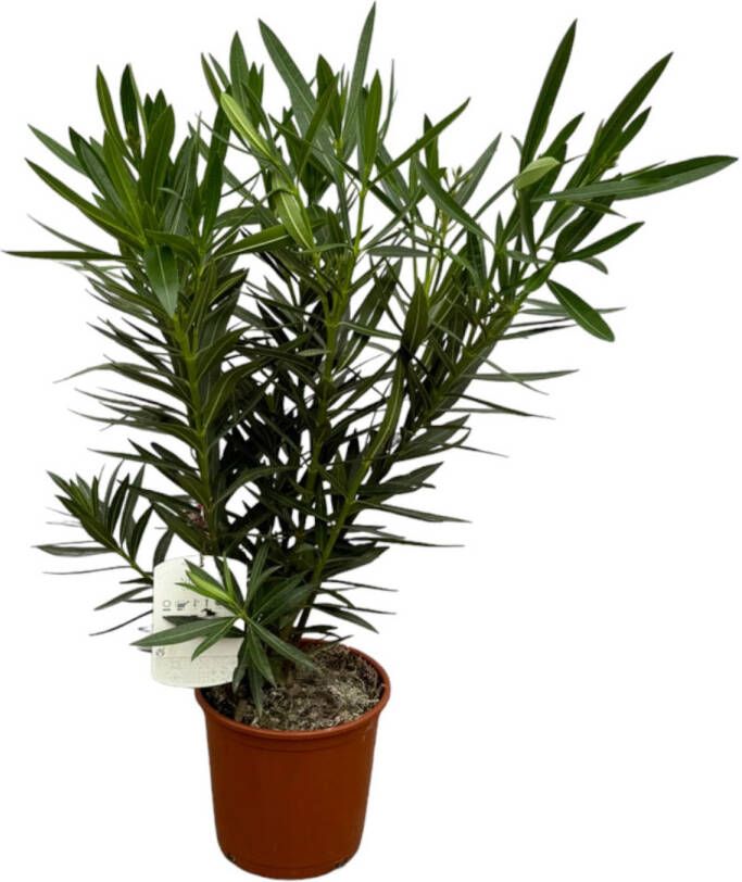 Trendyplants Nerium Oleander struik met rode bloem Hoogte 80-100 cm Tuinplant Potmaat Ø22cm