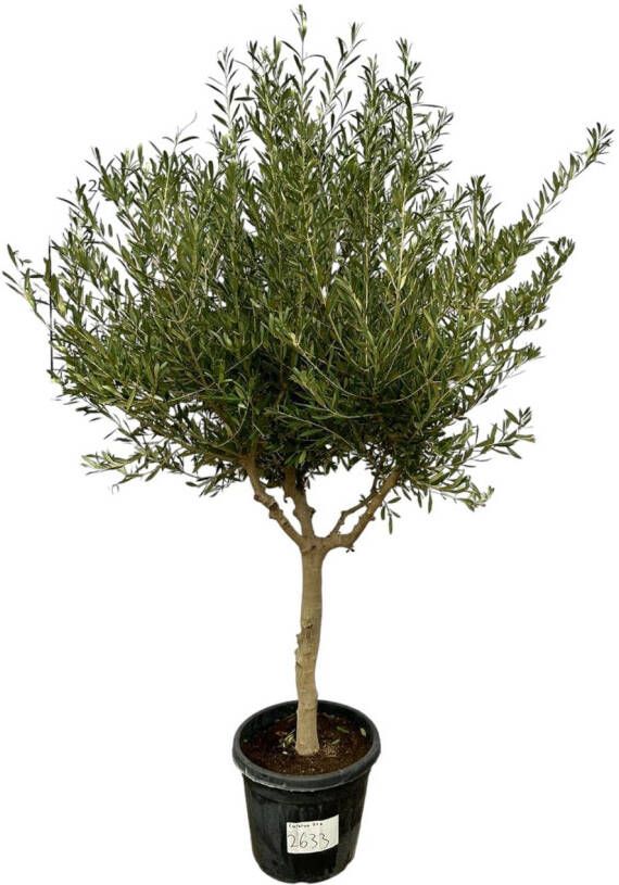 Trendyplants Olea Cultivo Olijfboom Stamomtrek 20-30 cm Winterhard Hoogte 200 220 cm Potmaat Ø45cm