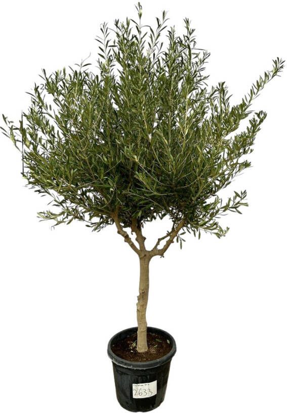 Trendyplants Olea Cultivo Olijfboom Stamomtrek 20-30 cm Winterhard Hoogte 200 220 cm Potmaat Ø45cm