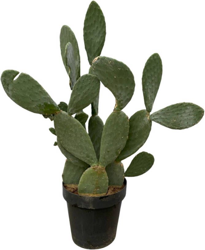 Trendyplants Opuntia Ficus Indica Cactus Hoogte 130-150 cm Potmaat Ø50cm