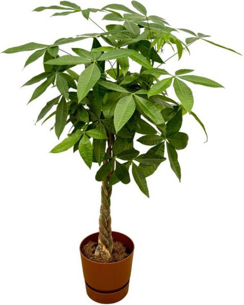 Trendyplants Pachira Aquatica Inclusief Elho Greenville Round Bruin 160 Cm Ø30cm