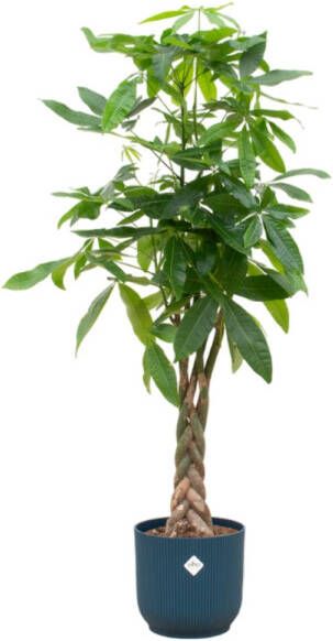 Trendyplants Pachira Aquatica Inclusief Elho Vibes Fold Round Blauw 160 Cm Ø30cm