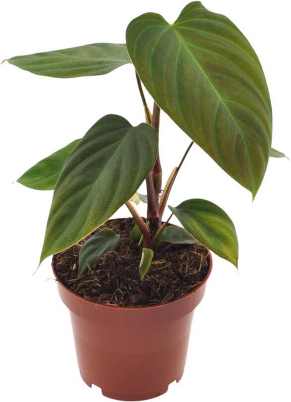 Trendyplants special Philodendron Nangaritens Kamerplant Hoogte 20-30 cm Potmaat Ø12cm