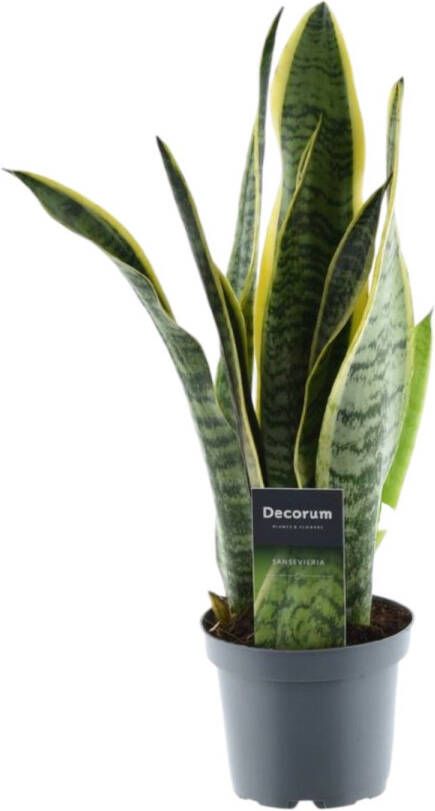 Trendyplants Sansevieria Laurentii Vrouwentong Kamerplant Hoogte 35-55 cm Potmaat Ø12cm