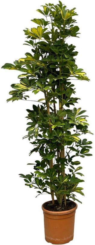 Trendyplants Schefflera Gold Capella struik Kamerplant Hoogte 150-170 cm Potmaat Ø30cm