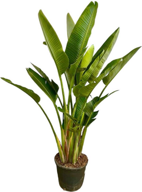 Trendyplants Strelitzia Augusta multi stam Paradijsvogelbloem Kamerplant Hoogte 215-235 cm Potmaat Ø40cm