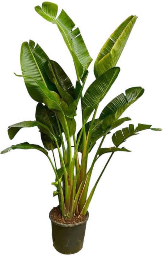 Trendyplants Strelitzia Augusta multi stam Paradijsvogelbloem Kamerplant Hoogte 240-260 cm Potmaat Ø50cm