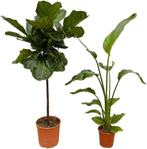 Trendyplants Strelitzia Nicolai 130 Cm Ø17cm + Ficus Lyrata Stam 130 Cm Ø24cm