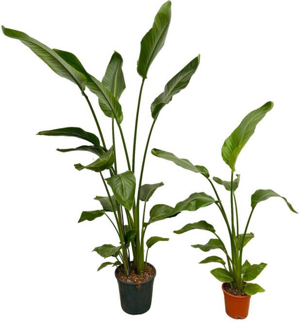 Trendyplants Strelitzia Nicolai 160 Cm Ø24cm + Strelitzia Nicolai 130 Cm Ø17cm