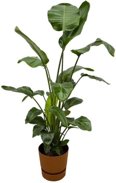Trendyplants Strelitzia Nicolai Inclusief Elho Greenville Round Bruin 160 Cm Ø30cm