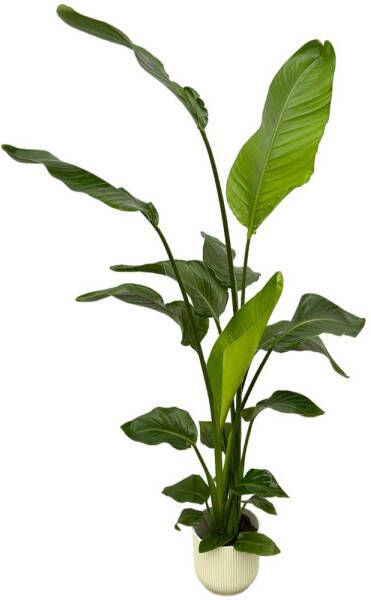 Trendyplants Strelitzia Nicolai Inclusief Elho Vibes Fold Round Wit 130 Cm Ø18cm