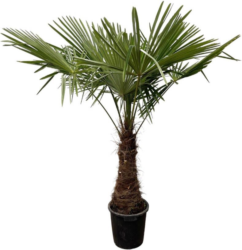 Trendyplants Trachycarpus Fortuneii Chinese waaierpalm Hoogte 210-230 cm Winterhard Tuinplant Potmaat Ø45cm