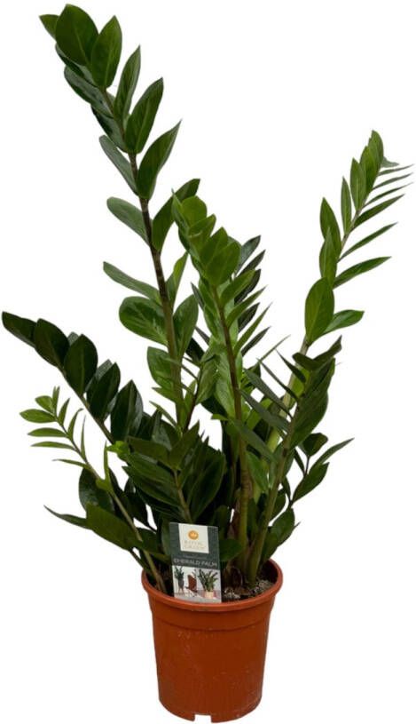 Trendyplants Zamioculcas Kamerplant Hoogte 65-85 cm Potmaat Ø17cm