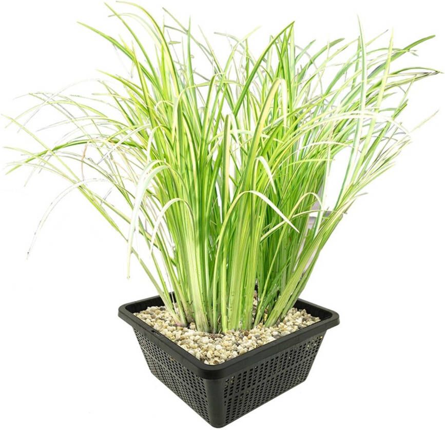 Vdvelde.com Bonte Kalmoes 4 stuks met vijvermand Acorus Calamus Variegatus Waterplant Volgroeide hoogte: 80 cm Plaatsing: -1 tot -20 cm