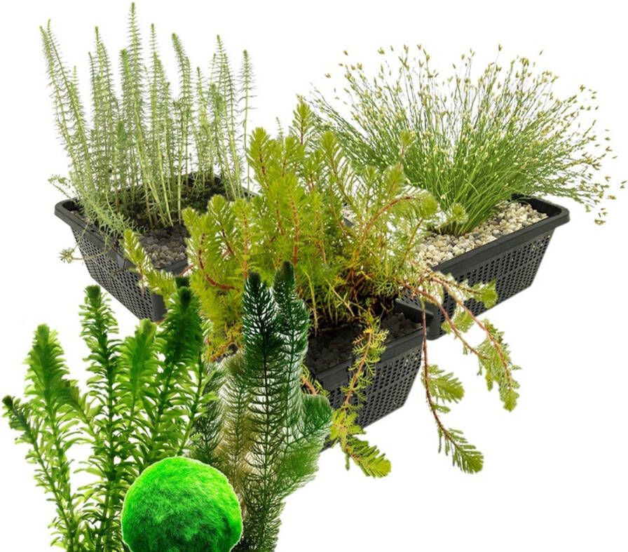 Vdvelde.com Combi Zuurstofplanten Set M Voor 1.000 – 2.000 L 28 planten Plaatsing: -1 tot -80 cm