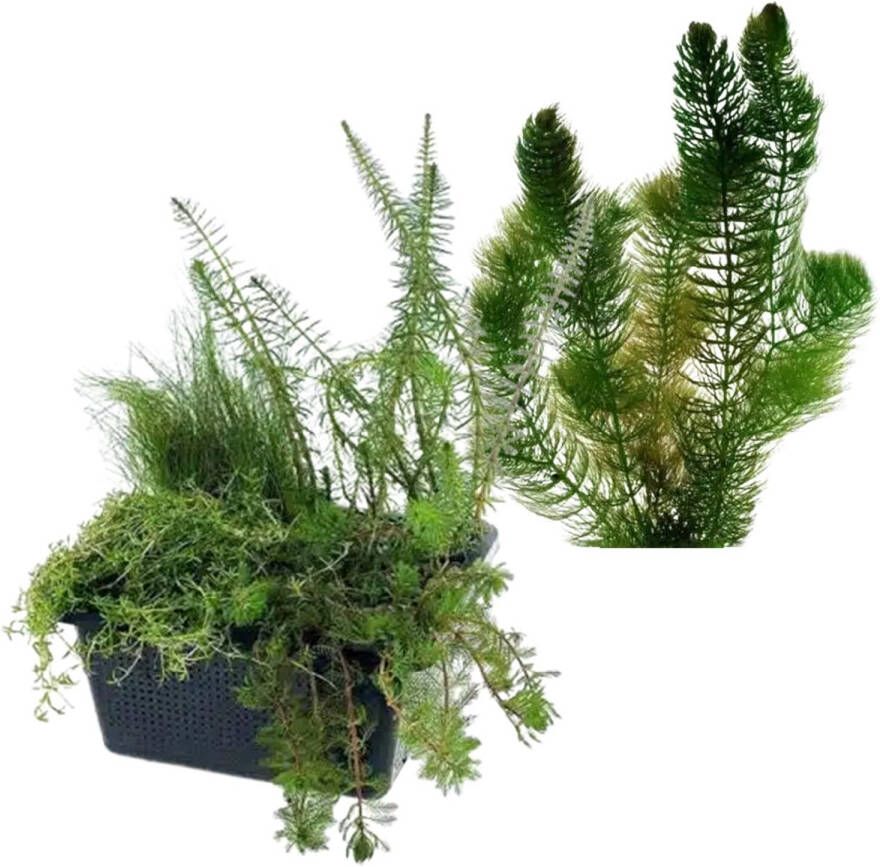 Vdvelde.com Combi Zuurstofplanten Set S Zuurstofplant 6 planten Plaatsing: -1 tot -20 cm