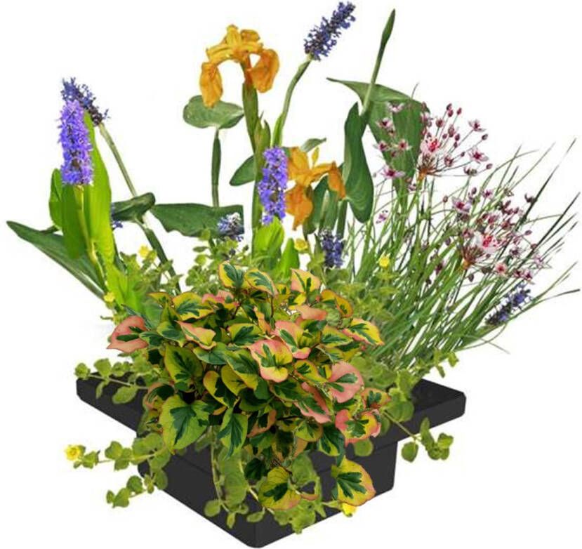 Vdvelde.com Drijvend planteneiland set DIY 4 Bloeiende Waterplanten Inclusief Drijfring Vijvermand Klei Afdekgrind en Vijverplanten voeding Van der Velde Waterplanten