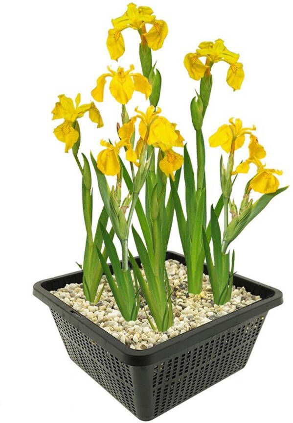 Vdvelde.com Gele Lis 4 stuks Iris Pseudacorus Moerasplant Volgroeide hoogte: 80 cm Plaatsing: -1 tot -10 cm