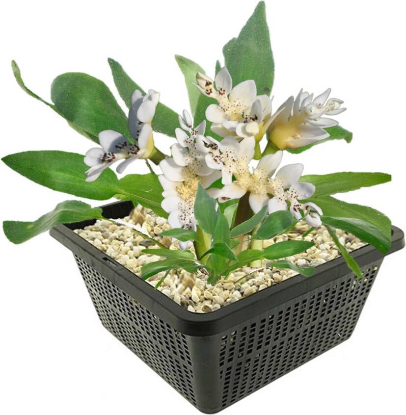 Vdvelde.com Kaapse Waterlelie Aponogeton Distachyos Vanille geurende waterlelie Volgroeide hoogte: 5 cm Plaatsing: -10 tot -40 cm