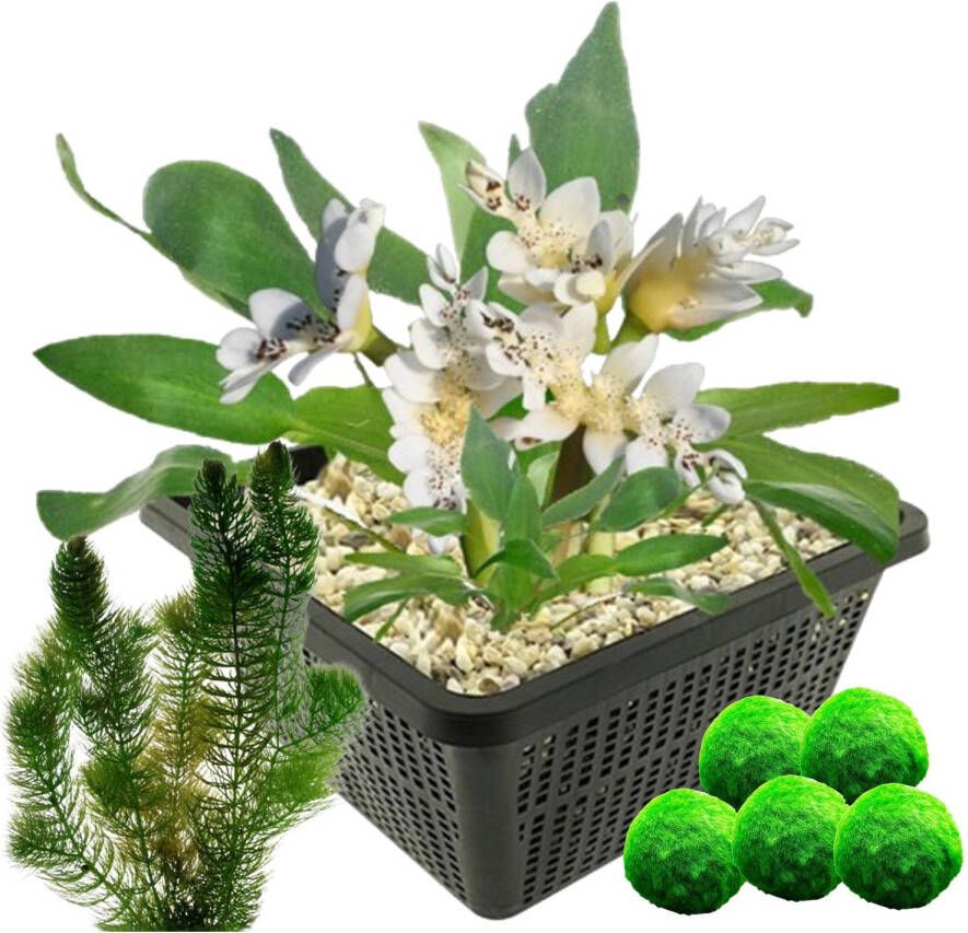 Vdvelde.com Kaapse Waterlelie + Zuurstofplanten tegen Algen Combi set 8 planten Plaatsing: -10 tot -20 cm