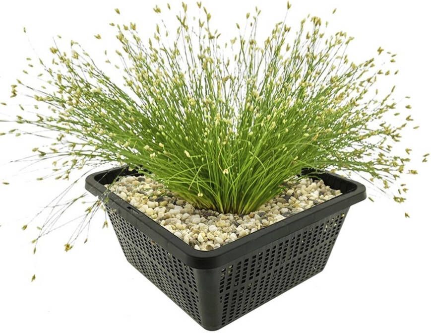 Vdvelde.com Naaldgras 4 stuks Eleocharis Acicularis Zuurstofplant Volgroeide hoogte: 20 cm Plaatsing: -1 tot -20 cm